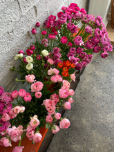 Load image into Gallery viewer, Ranunculus
